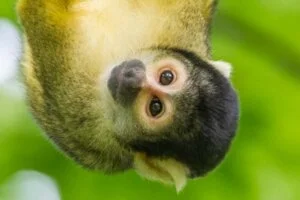 Leukste dagje uit! 5 Apenheul