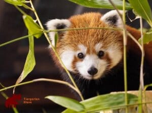 Leukste dagje uit! 9 Entreeticket Zoo Kleve