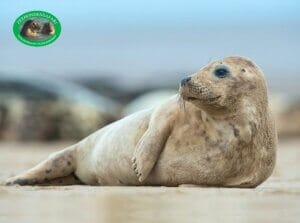 Leukste dagje uit! 23 Zeehondensafari bij De Vrolijke Visser