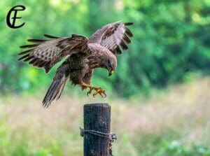 Valkeniersworkshop Falcon Crest (3 uur)