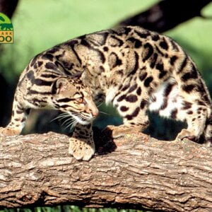 Entreeticket Dierenpark Zie-ZOO