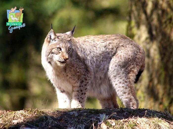 Entreeticket Wildpark Gangelt