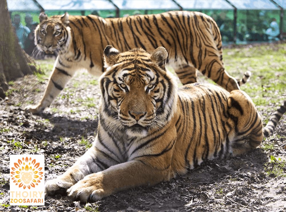 Tickets 1 Entreeticket Thoiry Zoo Safaripark