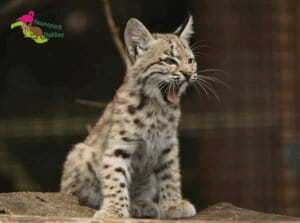 Entreeticket Faunapark Flakkee