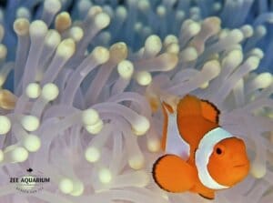 Entreeticket Zee Aquarium Bergen aan Zee