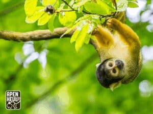 Leukste dagje uit! 28 Entreeticket Apenheul