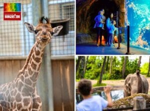 Leukste dagje uit! 25 Entreeticket Burgers' Zoo
