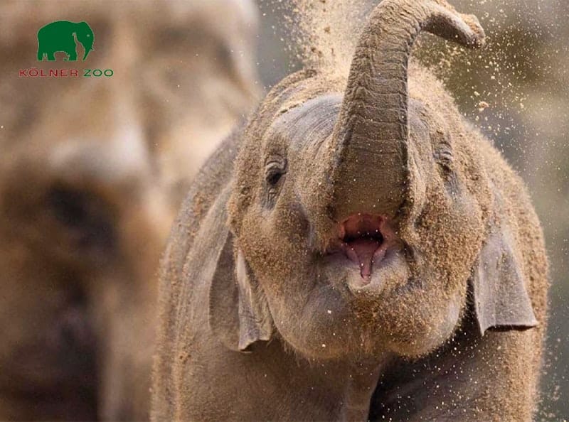 Entreeticket Kölner Zoo + DinoWorld incl. stickerboek