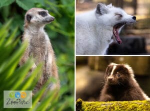 Leukste dagje uit! 24 Entreeticket ZooParc Vallée de la Sûre