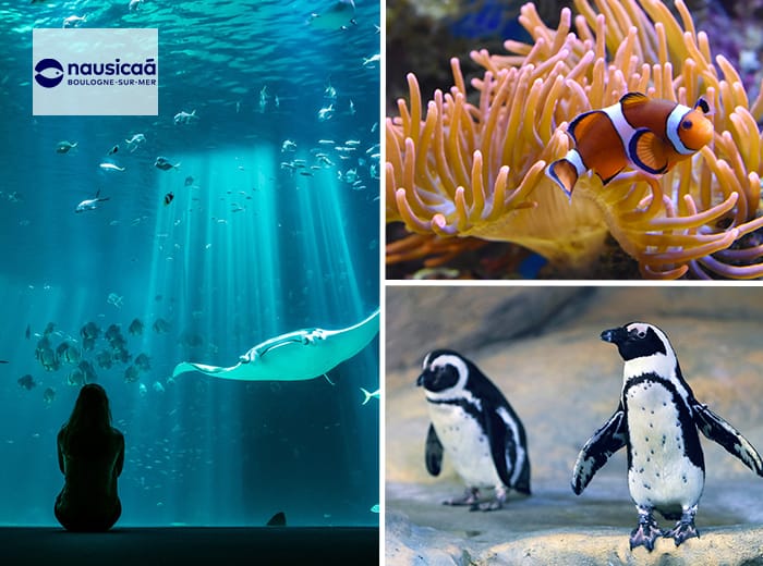 Entreeticket Nausicaá