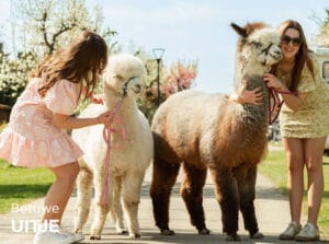 Leukste dagje uit! 26 Alpaca meet & feed of wandeling bij Betuwe Uitje