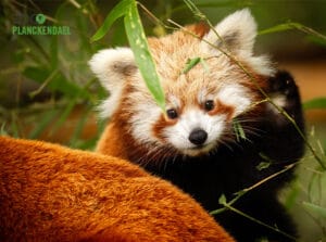 Entreeticket ZOO Planckendael