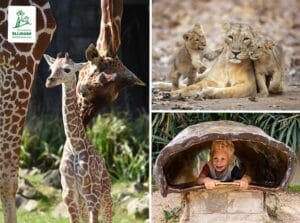 Entreeticket Diergaarde Blijdorp